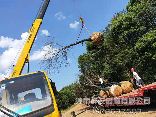 重慶無患子發車-(5)